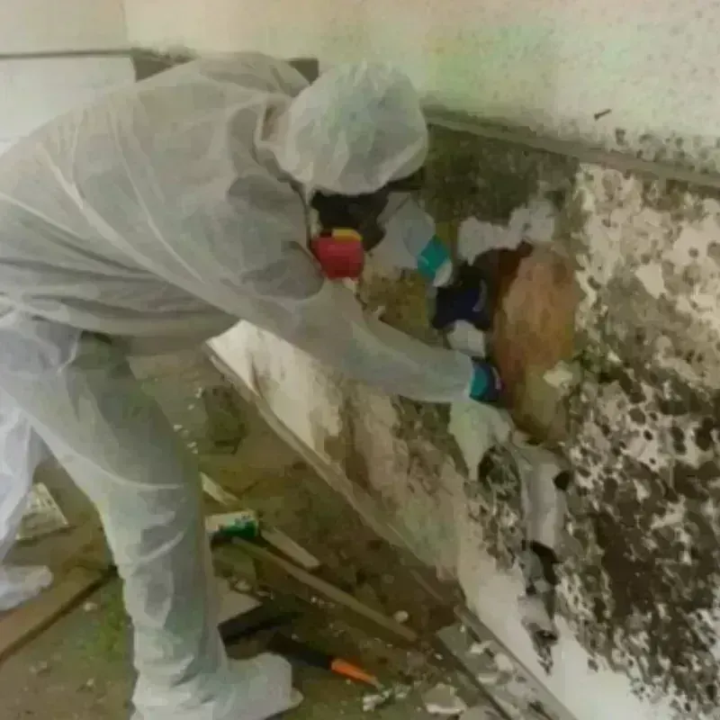 Mold Remediation and Removal in Minot, ND